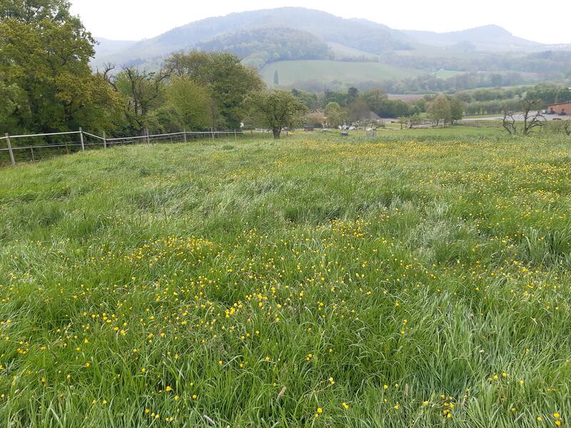 Eine weitläufige grüne Wiese mit vielen gelben Blumen, umgeben von Bäumen und Hügeln im Hintergrund.