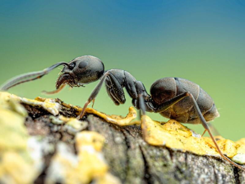 Eine schwarze Ameise krabbelt über einen mit gelben Flechten bedeckten Ast, vor einem unscharfen blau-grünen Hintergrund.