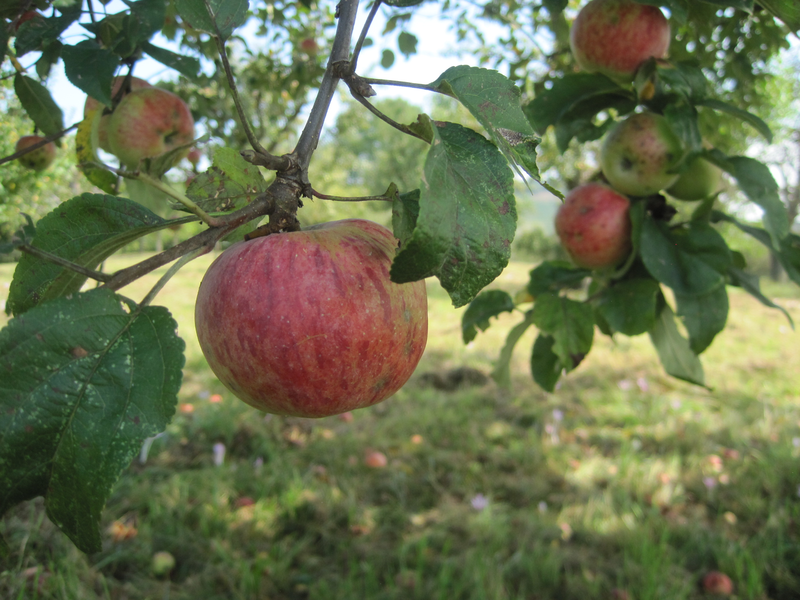 Zu sehen sind reife, rot-grüne Äpfel, die an einem Baum hängen, umgeben von grünen Blättern und einer unscharfen Wiese im Hintergrund.