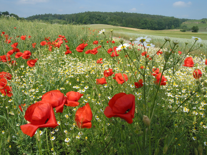 Eine blühende Mohnwiese im Sommer
