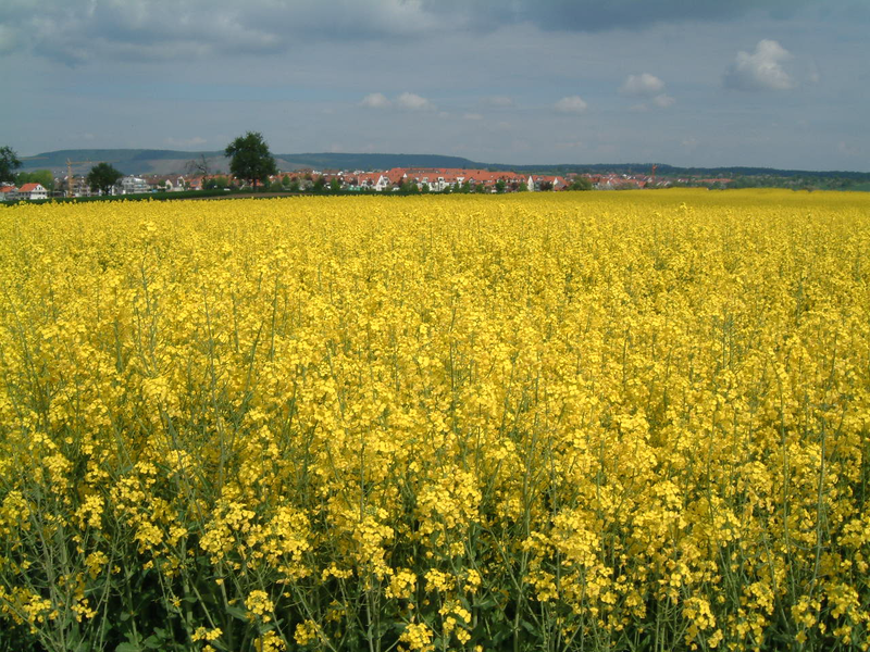 Ein weites Rapsfeld mit gelben Blüten breitet sich vor einer Ortschaft am Horizont unter einem teilweise bewölkten Himmel aus.