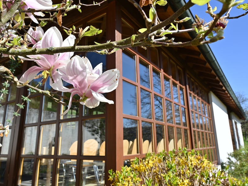 Ein blühender Magnolienzweig im Vordergrund, mit einem Gebäude mit großen Fenstern und einem Satteldach im Hintergrund.