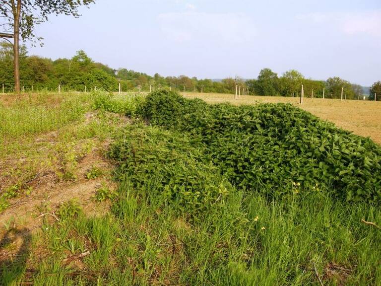 Eine ländliche Landschaft mit einer Mischung aus Gras, dichtem Buschwerk und landwirtschaftlichen Feldern im Hintergrund, unter einem klaren Himmel.
