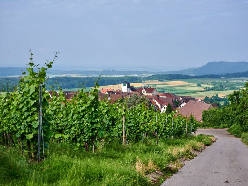 Ein Weg führt durch grüne Weinreben zu einem Dorf mit roten Dächern vor einer weiten, bewaldeten Landschaft.