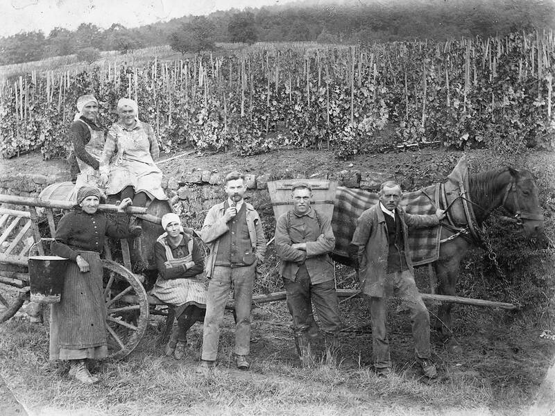 Eine Gruppe von sechs Personen posiert in traditioneller Kleidung neben einem Pferdewagen vor einem Weinberg.