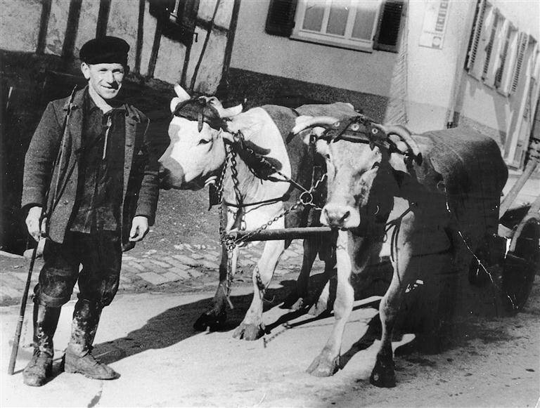 Ein Mann steht neben zwei Kühen, die vor einen Wagen gespannt sind.