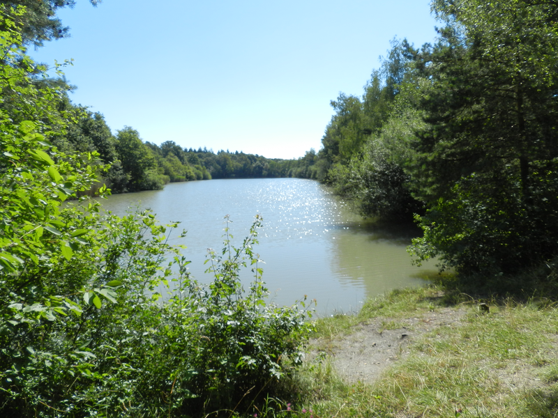 Ein ruhiger See umgeben von üppiger grüner Vegetation unter strahlend blauem Himmel.
