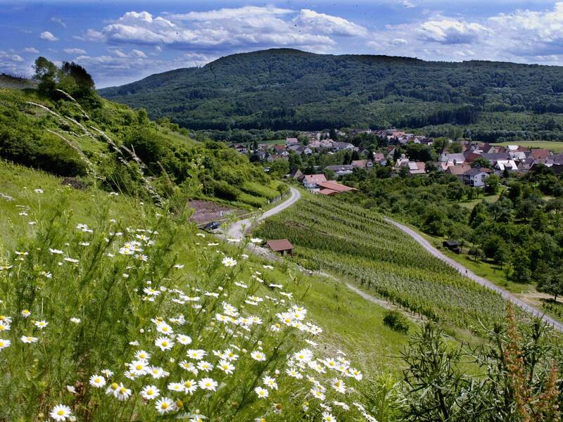 Blick auf eine malerische Landschaft mit einem Dorf, umgeben von grünen Hügeln, Wiesen und einem blühenden Feld voller Gänseblümchen im Vordergrund.