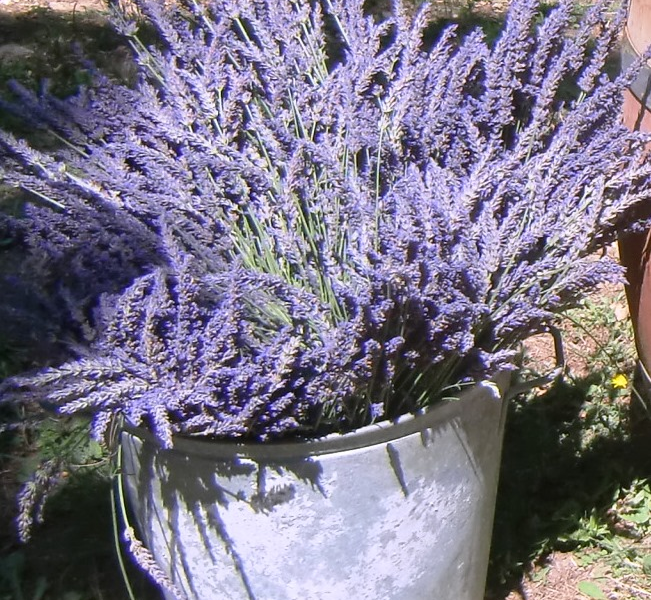 Ein großer Bund blühender Lavendel steht in einem metallenen Eimer im Freien.
