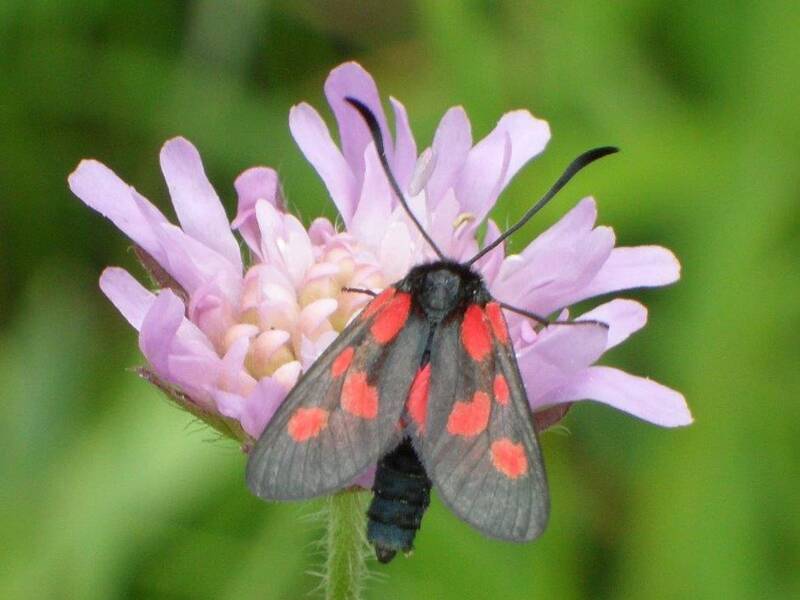 Ein Schmetterling mit schwarzen Flügeln und roten Flecken sitzt auf einer lila Blume vor einem verschwommenen grünen Hintergrund.