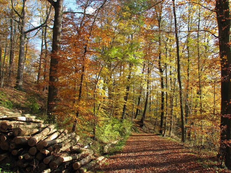 Ein herbstlicher Waldweg ist von bunten, leuchtend gelben und orangefarbenen Bäumen gesäumt, während im Vordergrund gestapelte Baumstämme liegen.