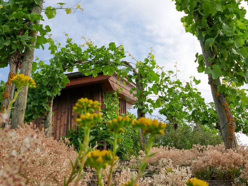 Ein hölzernes Gartenhaus ist hinter einem mit grünen Reben überwachsenen Torbogen und blühenden Pflanzen im Vordergrund zu sehen.