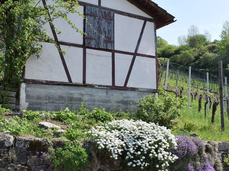 Ein kleines Fachwerkhaus steht auf einem steinigen Hang, umgeben von blühenden weißen und violetten Blumen, mit Weinreben im Hintergrund.