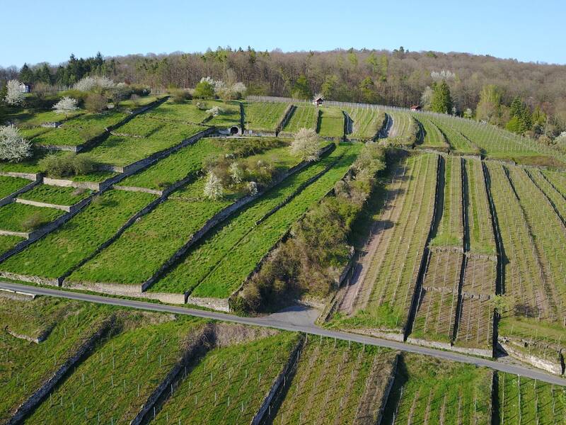 Die Luftaufnahme zeigt terrassierte Weinberge und blühende Bäume auf einem sanft ansteigenden Hügel mit einem Wald im Hintergrund.