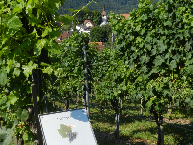 Ein Weinberg mit grünen Reben und einem Hinweisschild mit der Aufschrift "Trollinger", im Hintergrund sind Dächer und der Turm einer Kirche sichtbar.