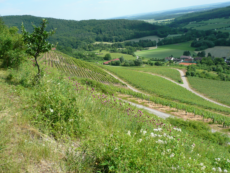 Eine hügelige Landschaft mit grünen Weinbergen, vereinzelten Bäumen und grasbewachsenen Flächen erstreckt sich unter einem blauen Himmel, wobei im Hintergrund Wälder und ein paar Häuser sichtbar sind.
