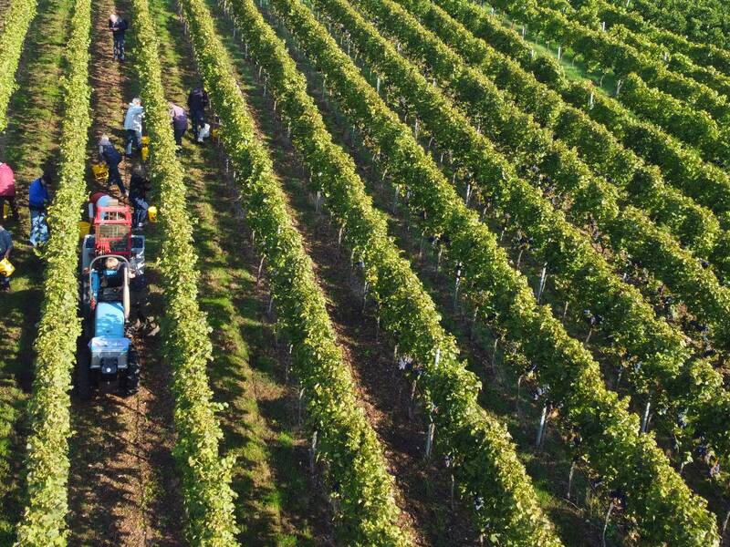 Das Bild zeigt eine Gruppe von Menschen, die in einem Weinberg zwischen langen Reihen von Rebstöcken Trauben erntet, unterstützt von einem kleinen Traktor.