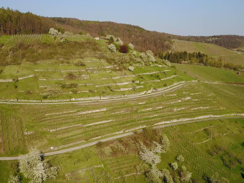 Ein terrassierter Weinberg erstreckt sich über einen Hügel mit blühenden Bäumen und einer grünen Landschaft im Hintergrund.