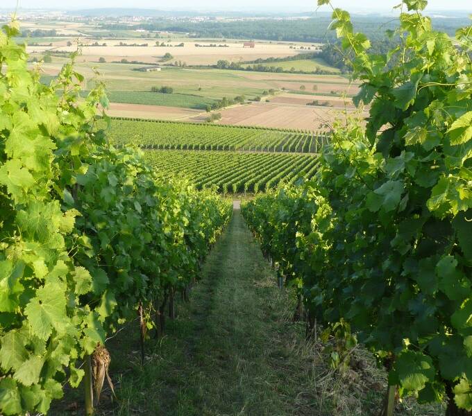 Ein Weg verläuft durch gepflegte Weinreben, während im Hintergrund eine weite, sanfte Landschaft mit Feldern und einem klaren Himmel zu sehen ist.