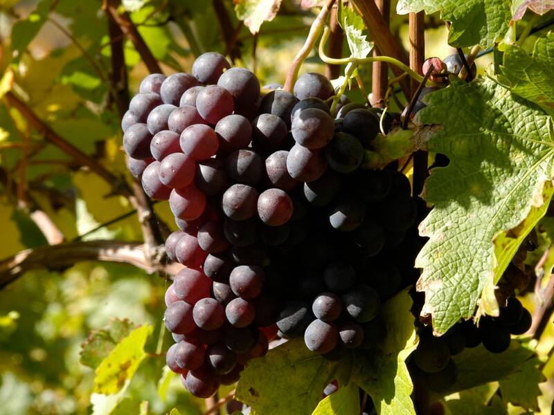 Ein Bündel dunkelvioletter Trauben hängt an einem Weinstock, umgeben von grünen Blättern.