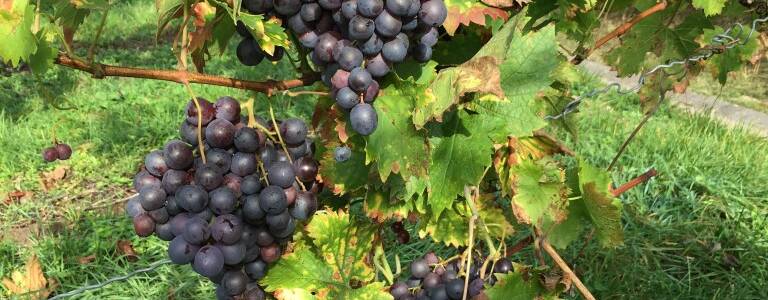 Ein Weinstock mit reifen, dunkelroten Trauben hängt von einer grünen Laube herunter.
