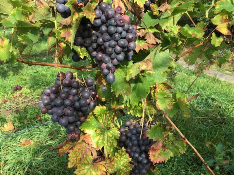 Ein Weinstock mit reifen, dunkelroten Trauben hängt von einer grünen Laube herunter.