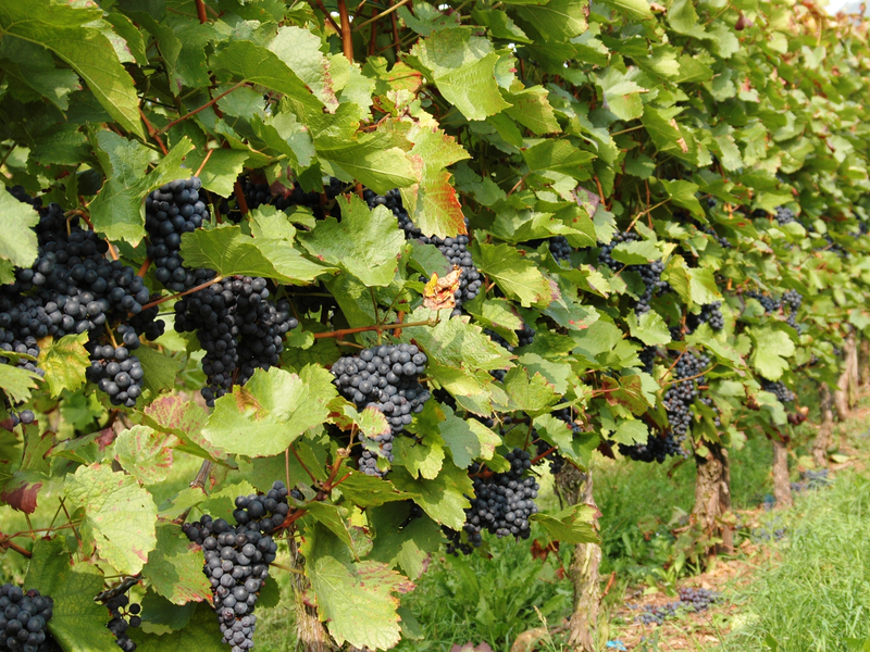 Reihen von Weinreben mit üppigen, dunkelblauen Trauben wachsen dicht aneinander und sind von grünen Blättern umgeben.
