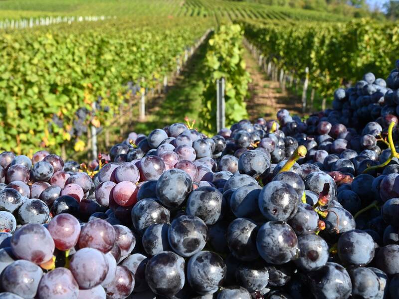 Ein Vordergrundhaufen mit prallen, dunklen Trauben liegt vor einem ausgedehnten Weinberg mit grünen Rebenreihen.