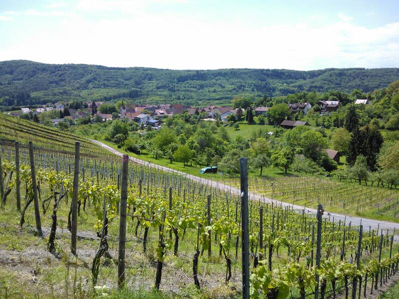 Ein grüner Weinberg erstreckt sich im Vordergrund, während im Hintergrund ein kleines Dorf in einer bewaldeten Hügellandschaft zu sehen ist.