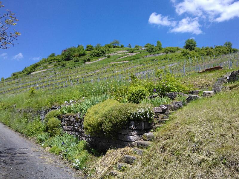 Ein mit Weinreben bestandenes Hügelgelände erstreckt sich unter einem klaren, blauen Himmel, flankiert von einer Straße und umgeben von grüner Vegetation und alten Steinmauern.