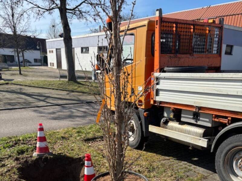 Ein Baum in einem großen Topf steht neben einem Loch im Boden, flankiert von Warnkegeln, und ein orangefarbener Lastwagen parkt in der Nähe auf einer Wiese.