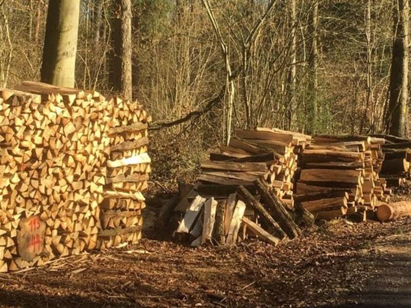Holzstapel liegen geordnet entlang eines Waldwegs, während Sonnenlicht durch die Bäume fällt.