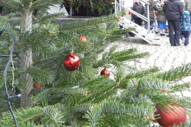 Das nächste Weihnachten kommt bestimmt. Die Stadt sucht jetzt schon Weihnachtsbäume für die Adventszeit.