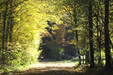 Waldputztag: Befreie deinen Wald von Müll