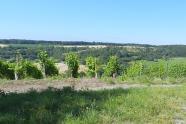 SH5 - Häfnerhaslacher Wald- und Seeweg (große Runde)