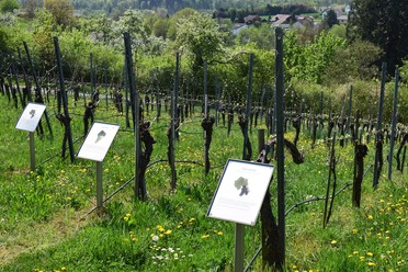 Weinlehrpfad Geigersberg