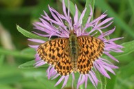 Sachsenheim startet in den Blühenden Naturpark