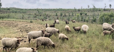 Landschaftspfelge im Zweckverband Eichwald