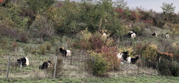 Landschaftspfleger treffen auf Tierquäler