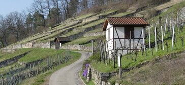 Wegbeschreibung Weinlehrpfad