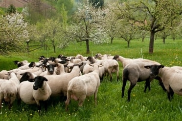 Lammauftrieb und Stallführung