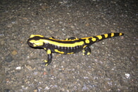Amphibien wieder auf Wanderschaft