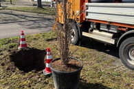 Sachsenheim blüht trotz Aprilwetter auf!