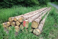 Holzverkauf in Sachsenheim