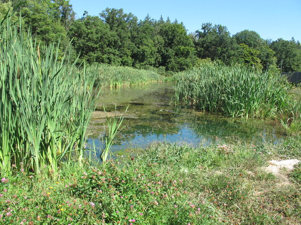 Biotop Porsche Zweckverband Eichwald