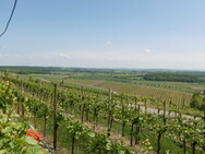 Weinberge in Hohenhaslach