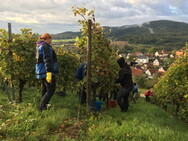 Weinlese im Weinort Spielberg