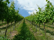 Weinanbau im Kirbachtal