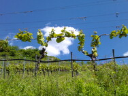 Weinanbau am Geigersberg in Ochsenbach