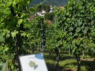 Rebsortengarten am Weinlehrpfad Geigersberg